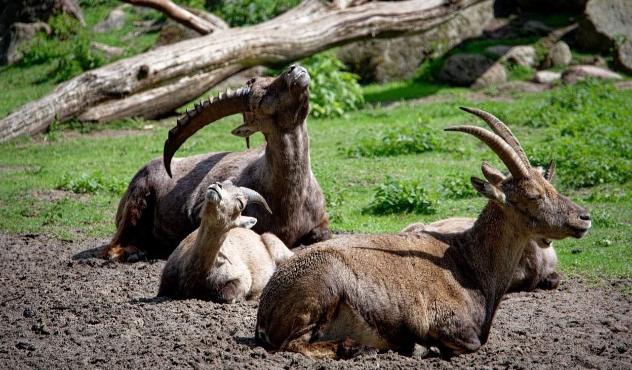 Alpine Wild Animal Park