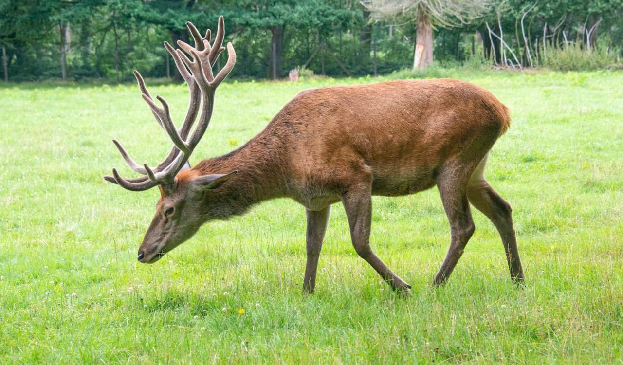 Elk